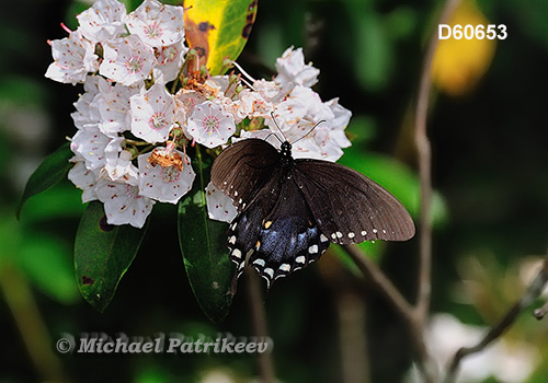 Spicebush Swallowtail (Papilio troilus)